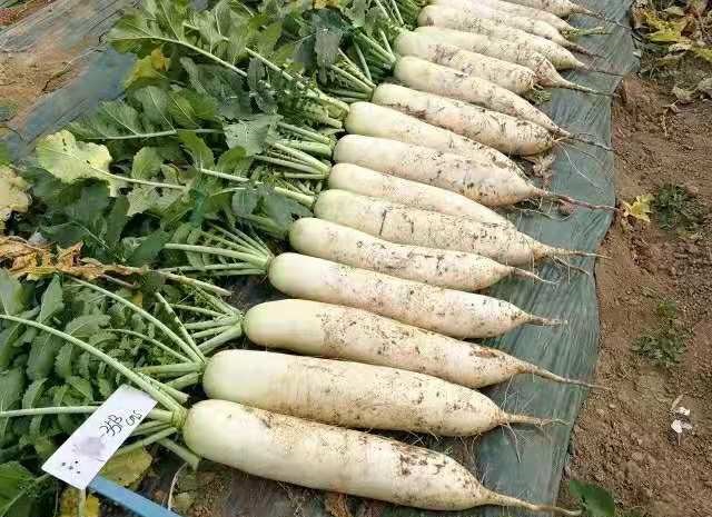 耐热萝卜优良品种有哪几种,越冬萝卜品种推荐
