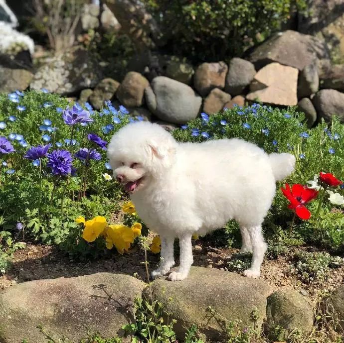 时尚前沿的“贵宾咩咩装”，到底是羊还是狗啊？