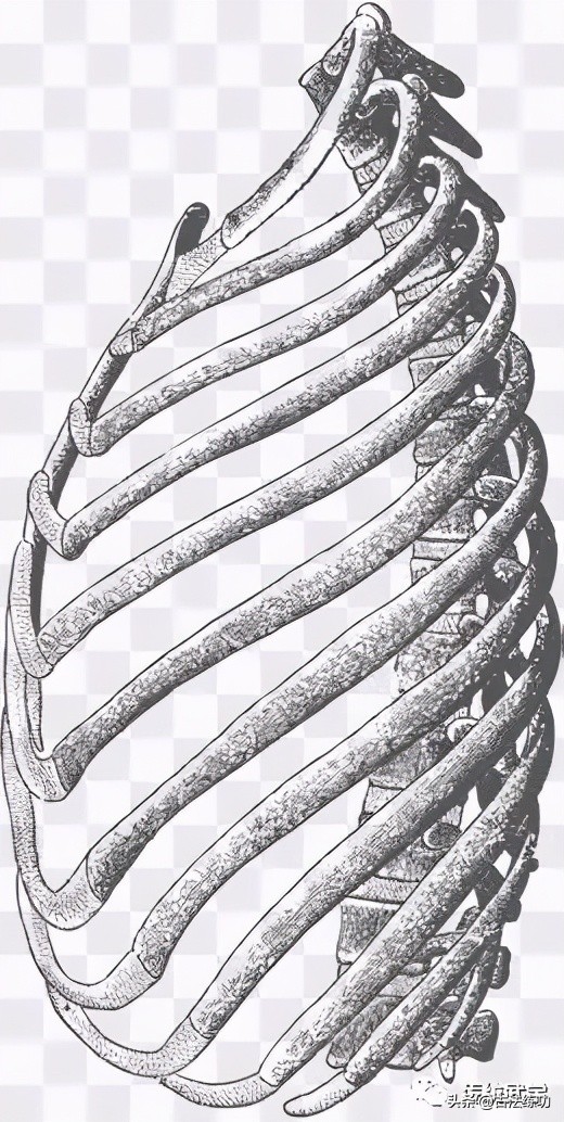 什么才是正确的含胸拔背,含胸拔背才是正确的姿势吗