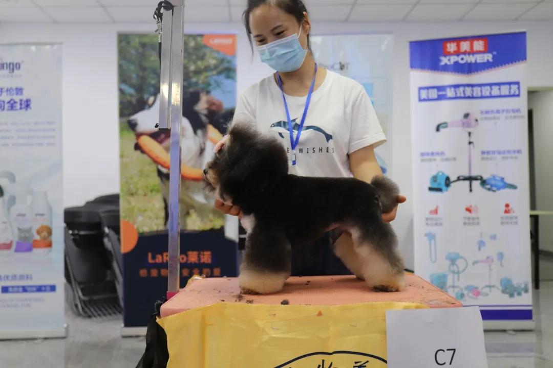 成绩公布！“品谱杯”GPGA第14届宠物美容师资格鉴定考试