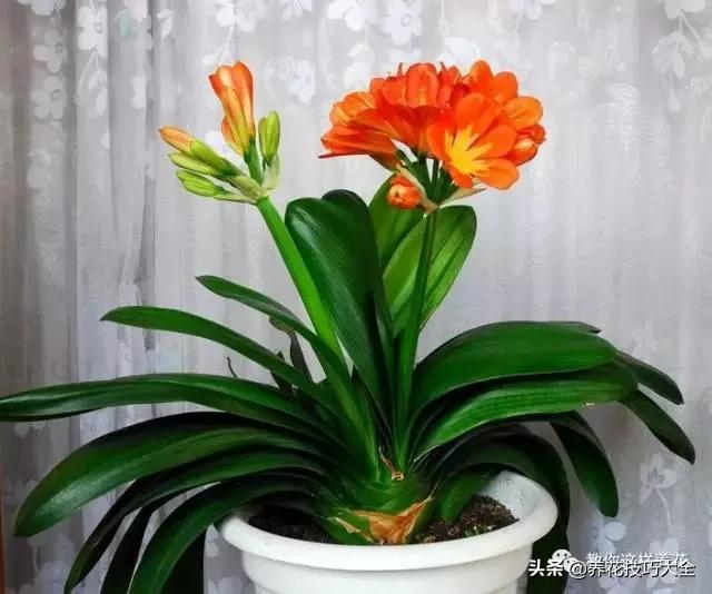 君子兰这样浇水，叶绿花大色更艳，一年能长6片叶