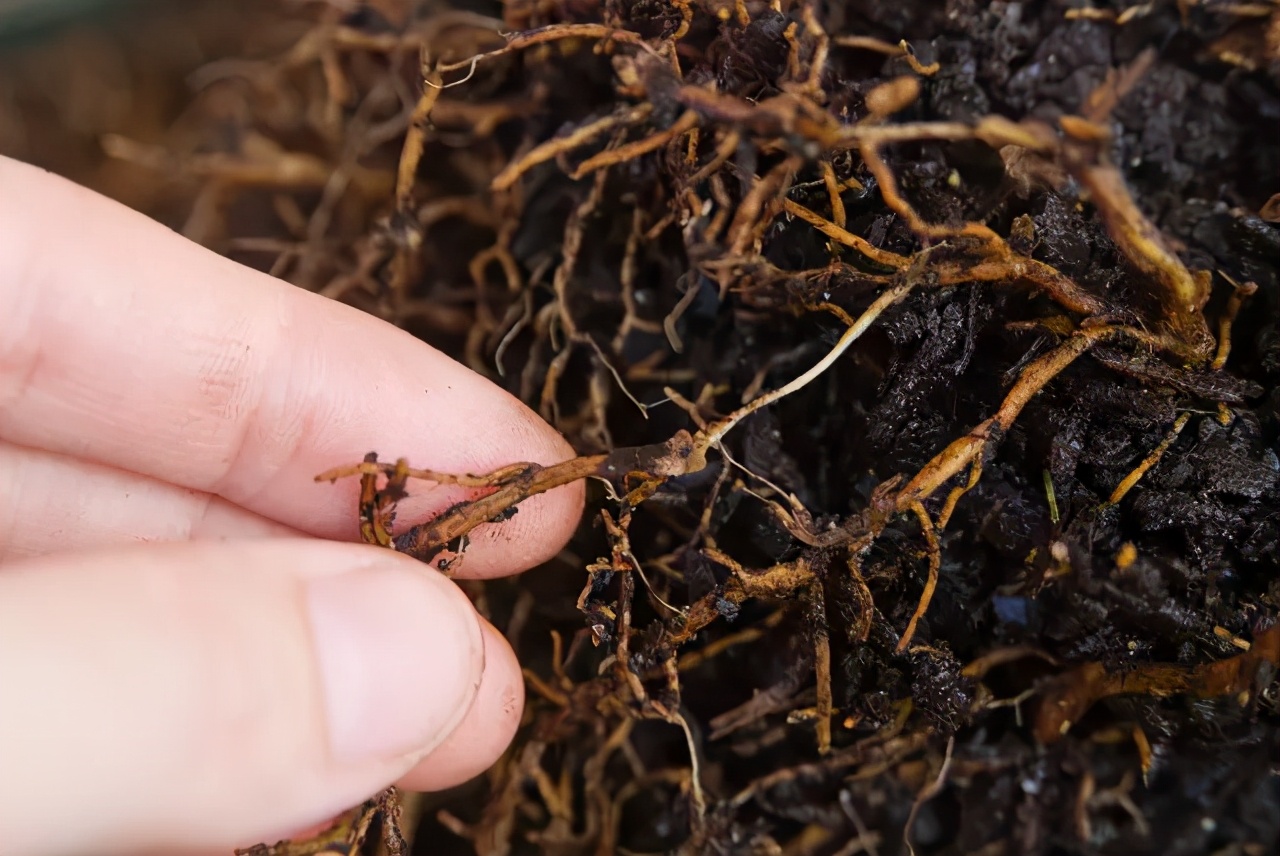 发现枯死树木如何处理,果树定植用什么防根腐
