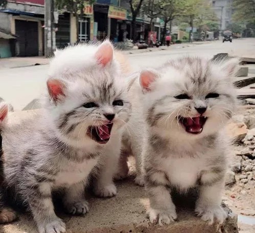 猫咕噜咕噜的表示他开心吗,猫咪高兴时会笑吗