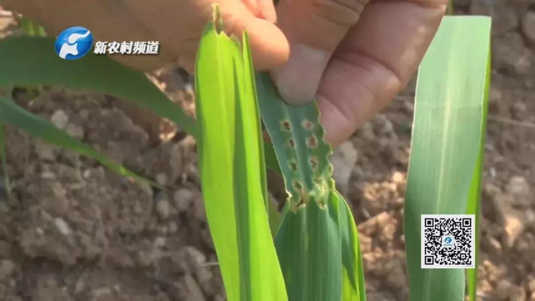 谷子病虫害防治技术宣传画册,谷子病虫害中午可打农药吗