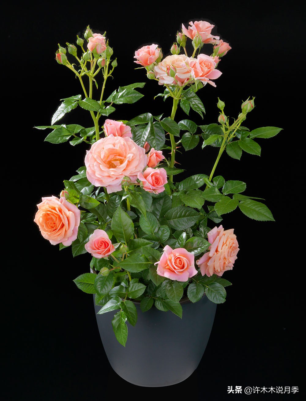 阳台最好养的月季品种推荐,四季开花最好养最好看的月季