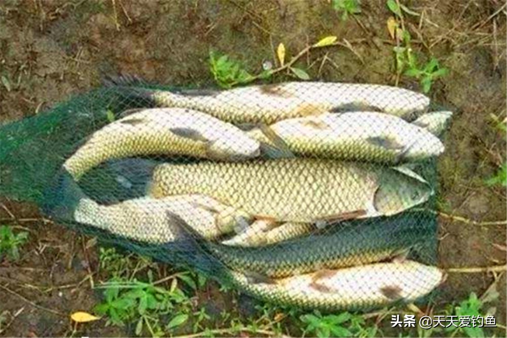 草鱼喜高温吗,草鱼春季降温钓深还是钓浅