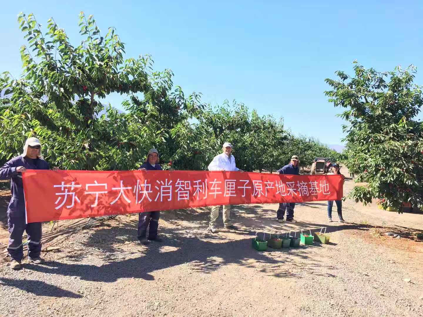 智利超便宜的车厘子 (智利家乐福车厘子)