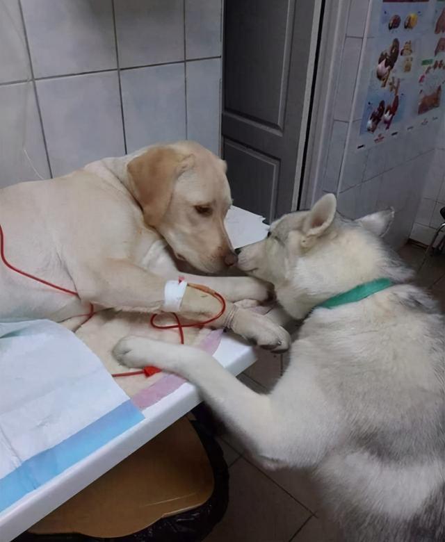 公认的无攻击性的6种狗你家有吗,什么狗忠诚攻击力高还可以养