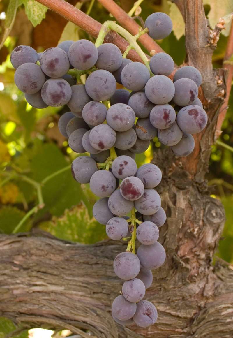 很香葡萄味的白葡萄酒,有葡萄味的葡萄酒