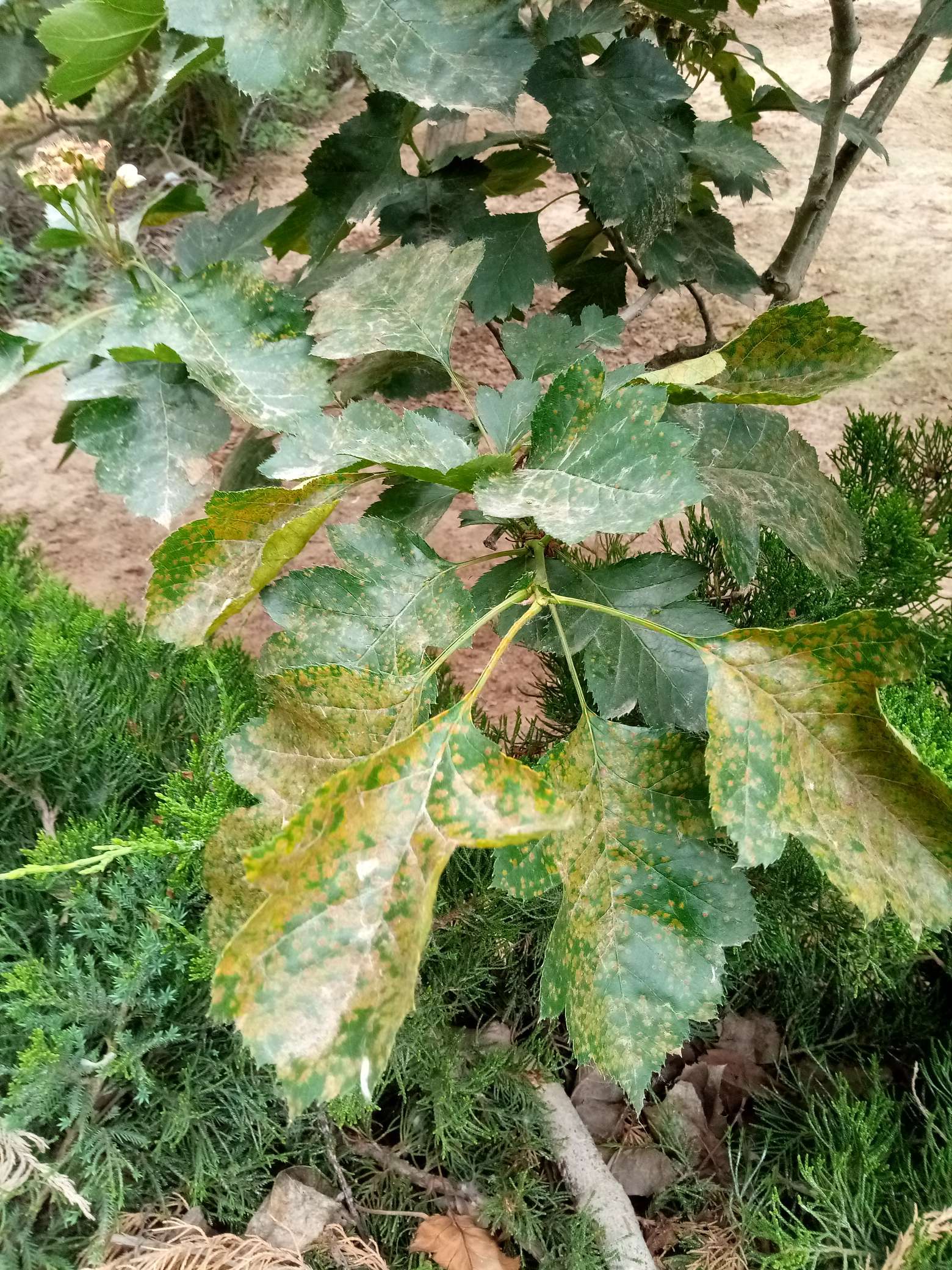 山楂树有什么病虫害如何防治,山楂树已经有锈病怎么治