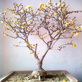 腊梅要怎么养开花才多,腊梅怎么养才好看