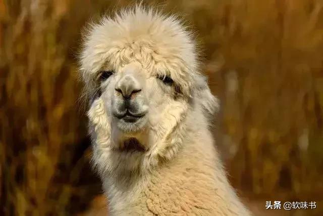 羊驼与驼羊区别,羊驼和驼羊分别是什么杂交的