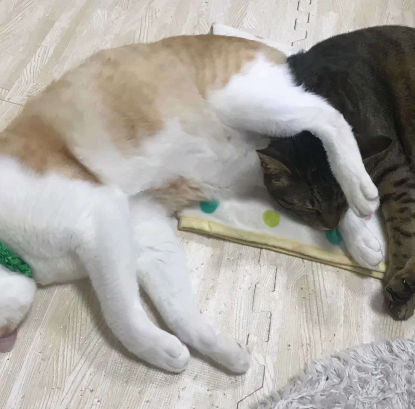 猫真的会把你当妈妈,猫把你当成妈妈是啥样子的