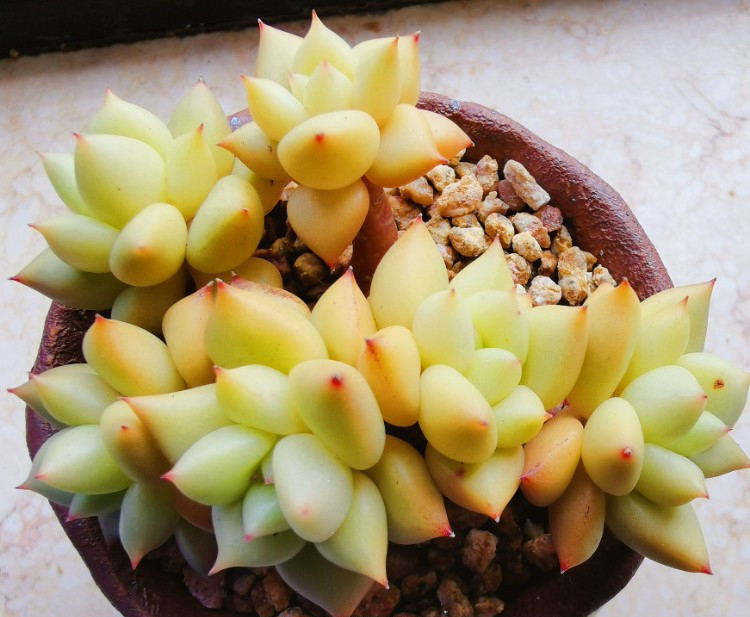 养多肉的感悟熬过冬季,象牙多肉养护方法