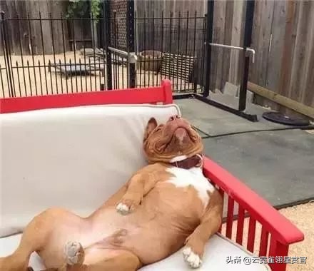 比特犬是最猛的吗,比特犬有多厉害