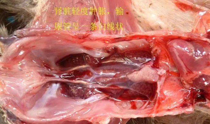 家禽常见疾病及检测方法书籍,家禽疾病如何检测