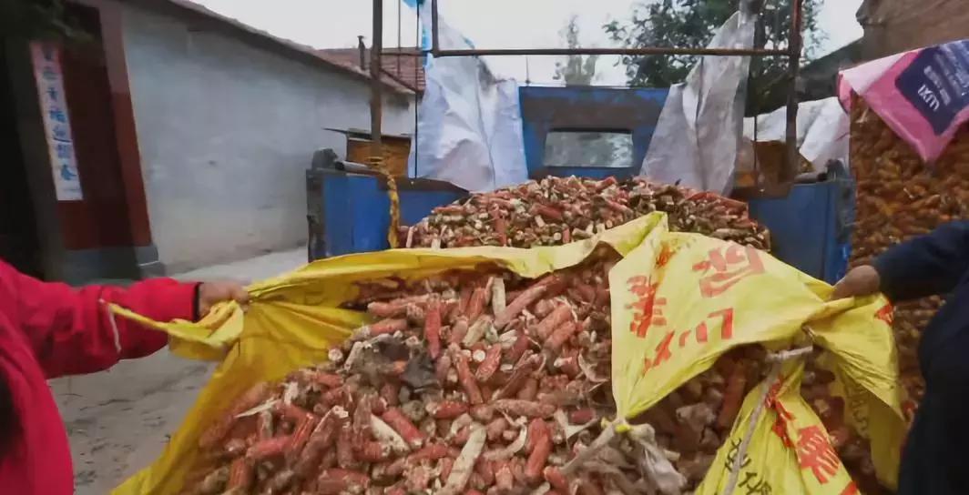 玉米芯一亩能赚多少钱,做玉米芯赚钱吗