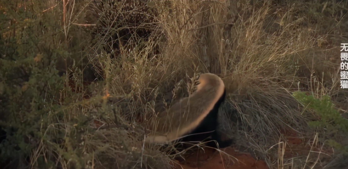 蜜獾两小时后继续享用毒蛇,蜜獾凶猛攻击人类