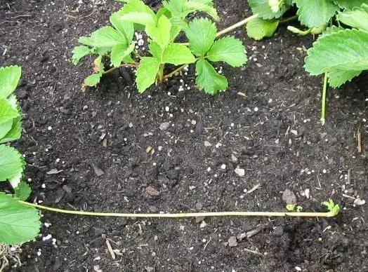 草莓不肥怎么办,草莓不旺长怎么办