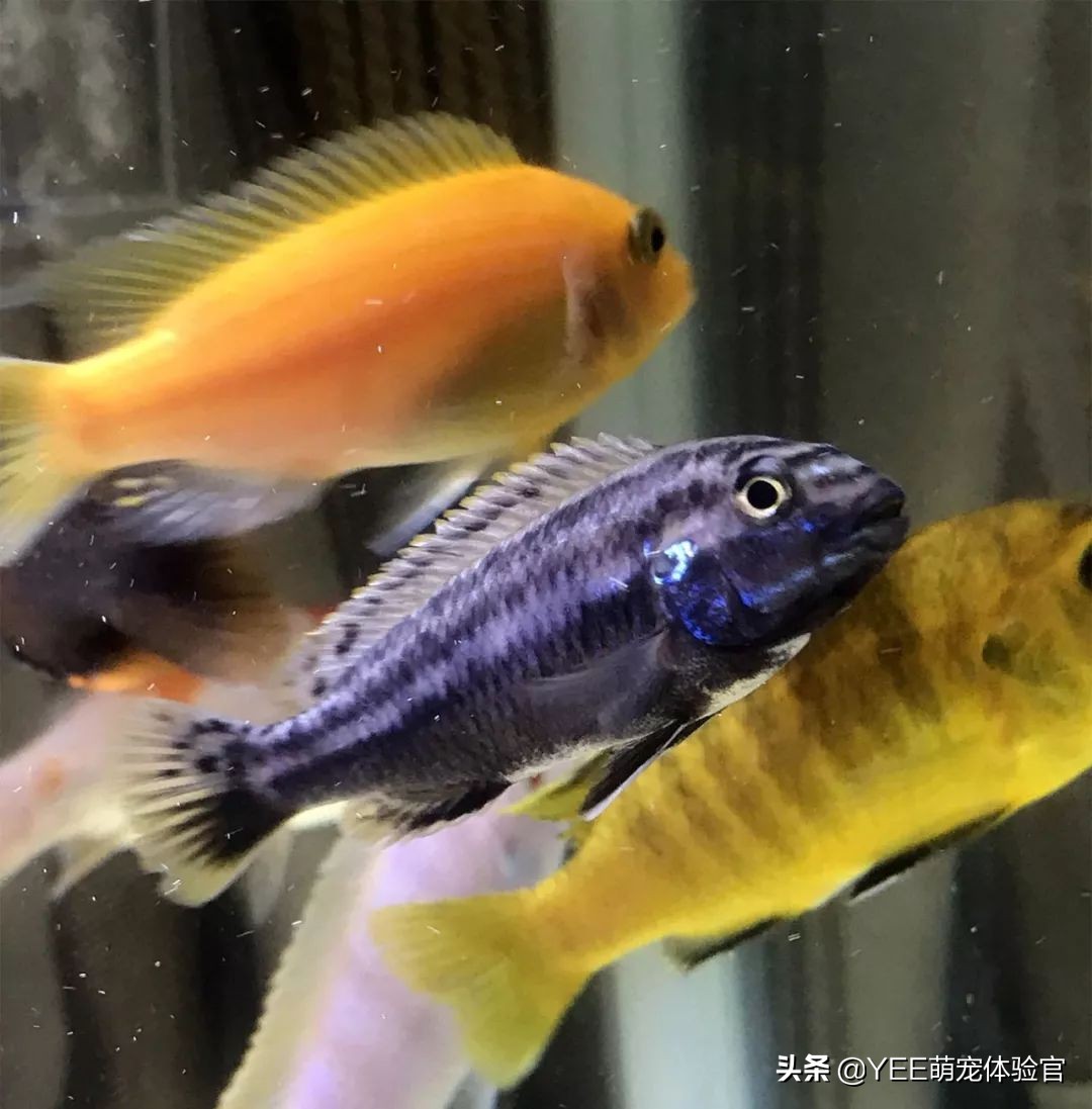 非洲凤凰：马湖小杂鲷，贪吃好斗价格低，一心只想做缸霸