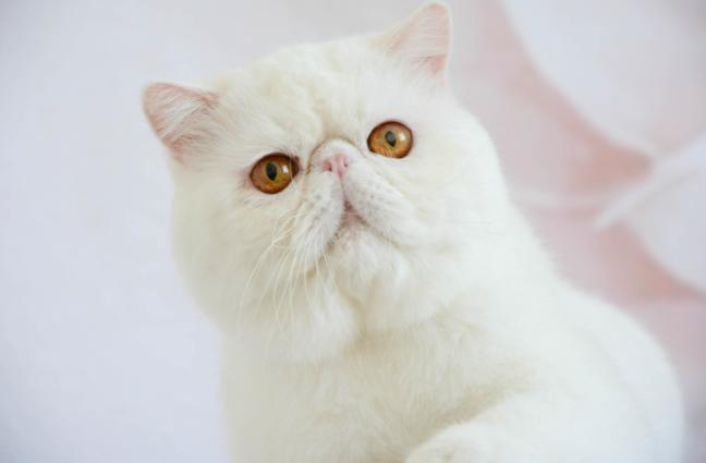 10种最便宜的猫,夏尔特猫市场价