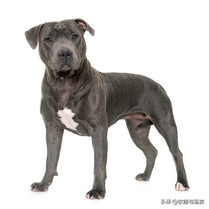 世界上昂贵的25个犬种