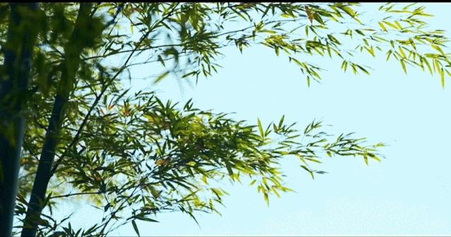 马云去的江西小镇,马云在浙江几个小镇