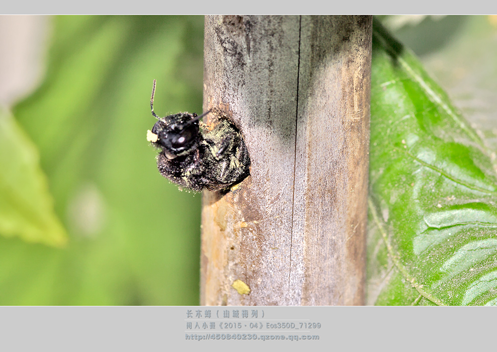 鎽勫奖绔瑰瓙鍥剧墖娆ｈ祻,鎽勫奖绔瑰瓙楂樻竻鍥剧墖