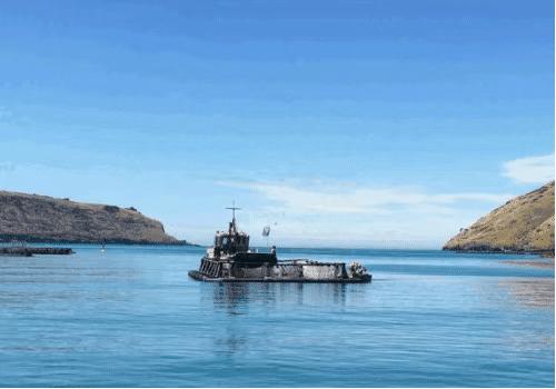 在新西兰吃过的美食,新西兰美食100种