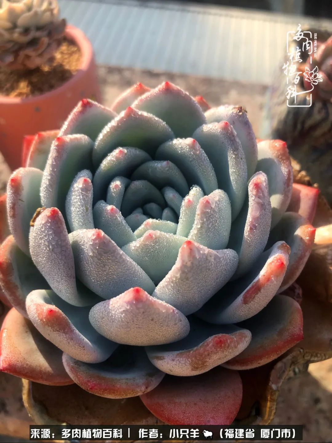 多肉像葡萄一样,多肉像铃兰一样