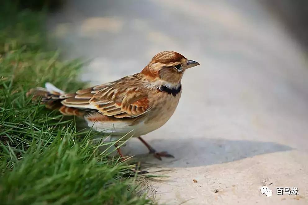 百灵鸟为什么会蹦跳,百灵鸟倒毛怎么办