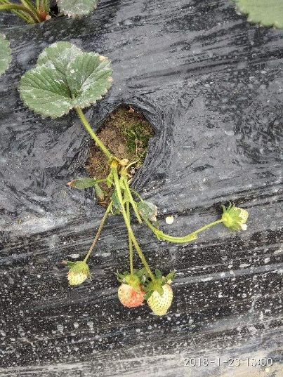 草莓种植技术高产管理视频,草莓高产最新种植技术图片