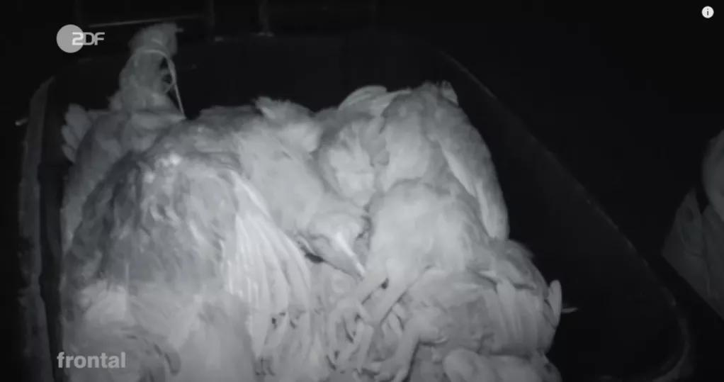 市场上的有机鸡蛋是真还是假,德国记者采访视频