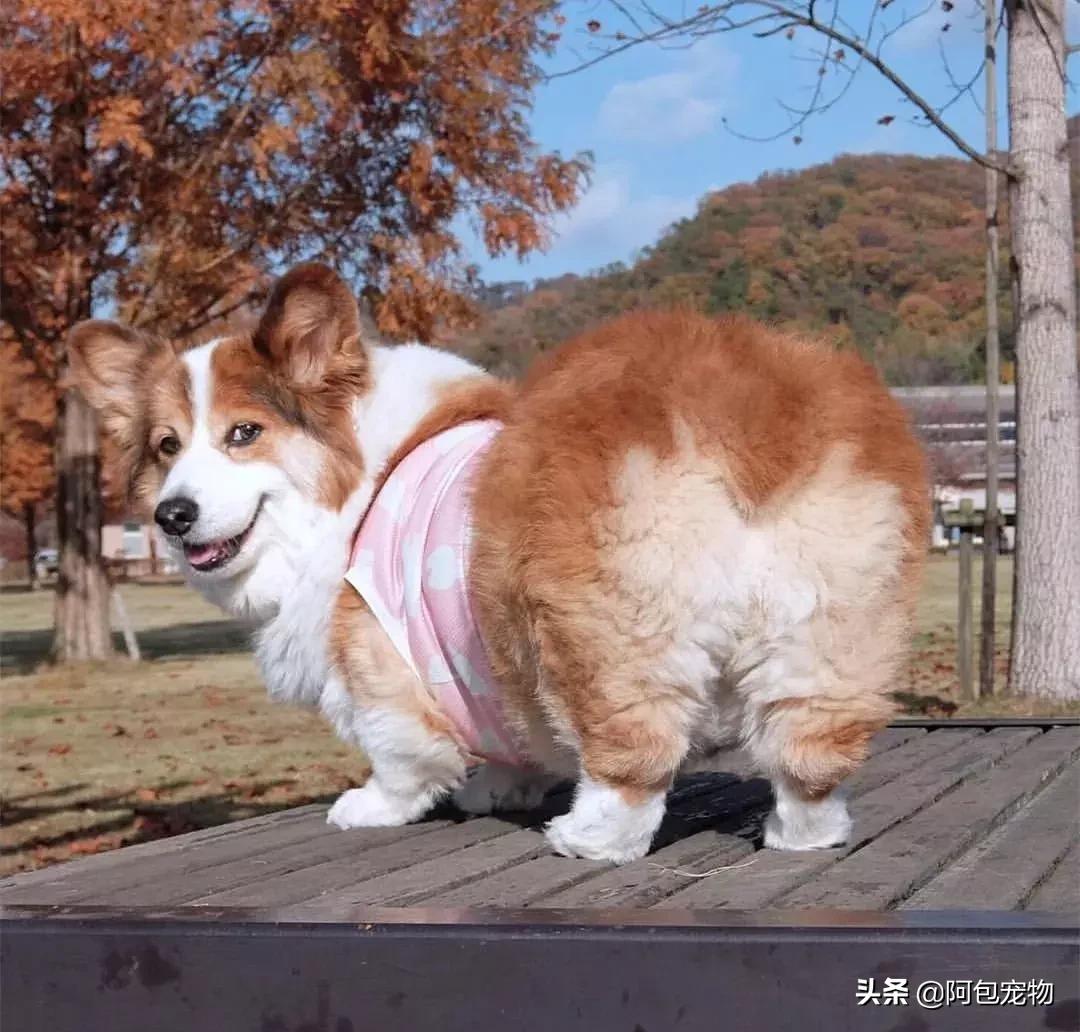 2019柯基国家展,首届柯基