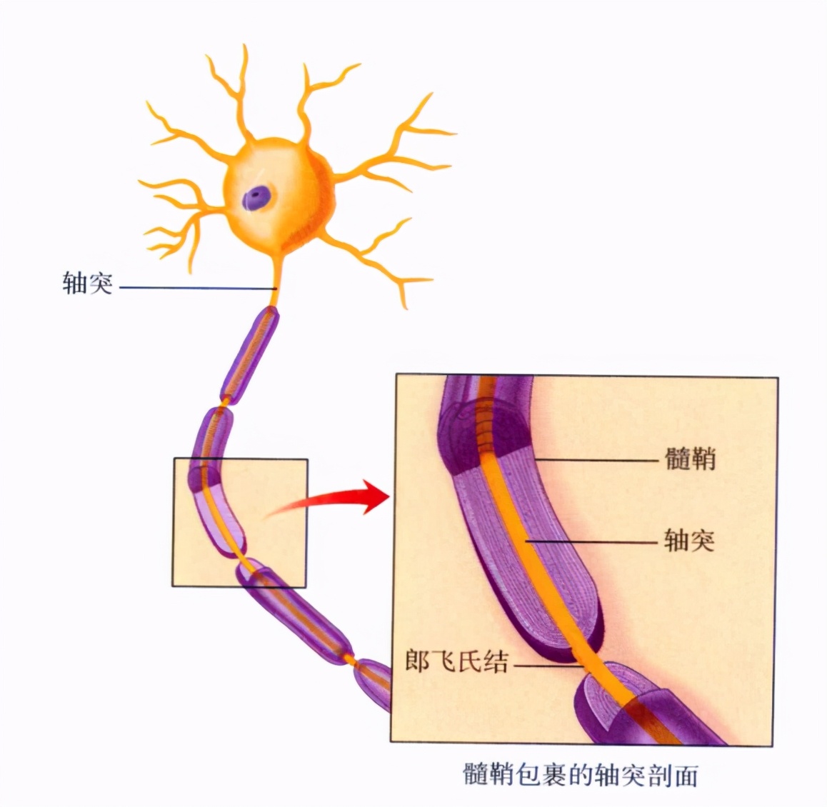 心理学的生物学基础知识,生物心理学知识书籍