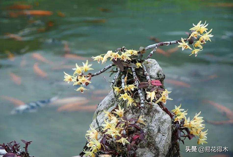 石斛分类小知识,石斛多少种哪一种比较好