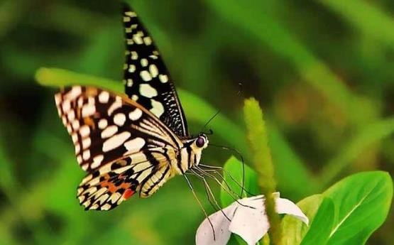 龟类的进化过程图片,龟鳖目动物外形特征