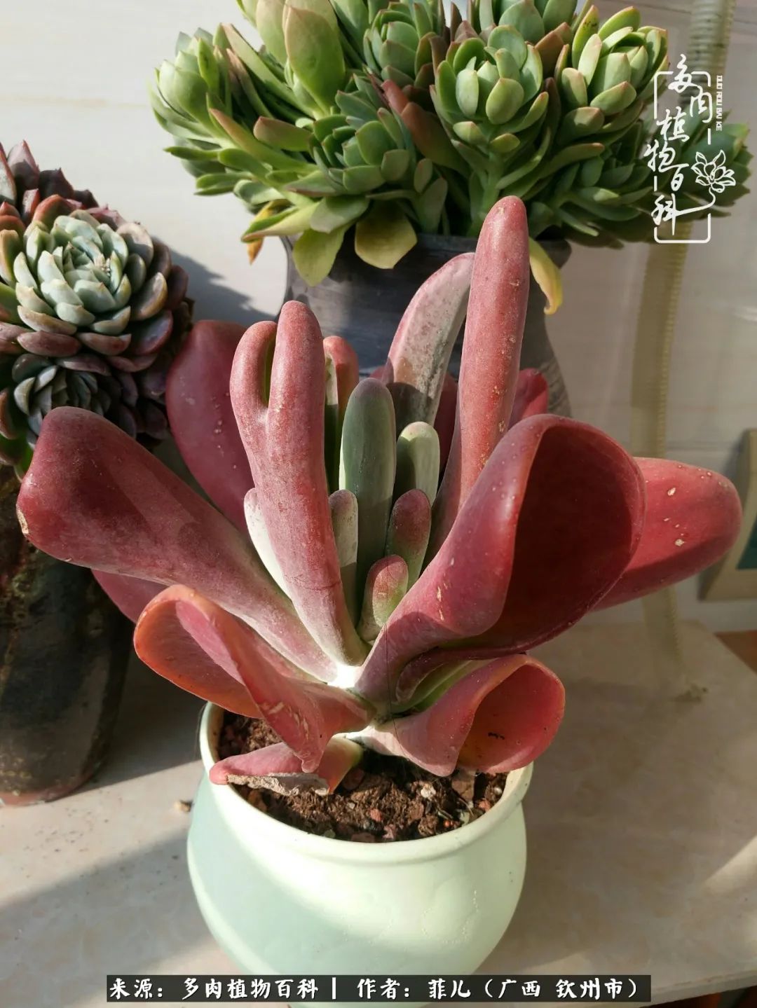 多肉相伴的感悟,与多肉为伴的时光真的很美好