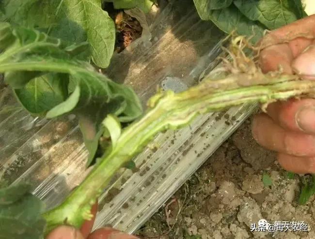 广州秋季番茄病害怎么防治,番茄常见病害防治方法