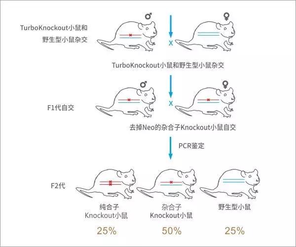 基因鼠繁育流程,基因编辑猪养殖