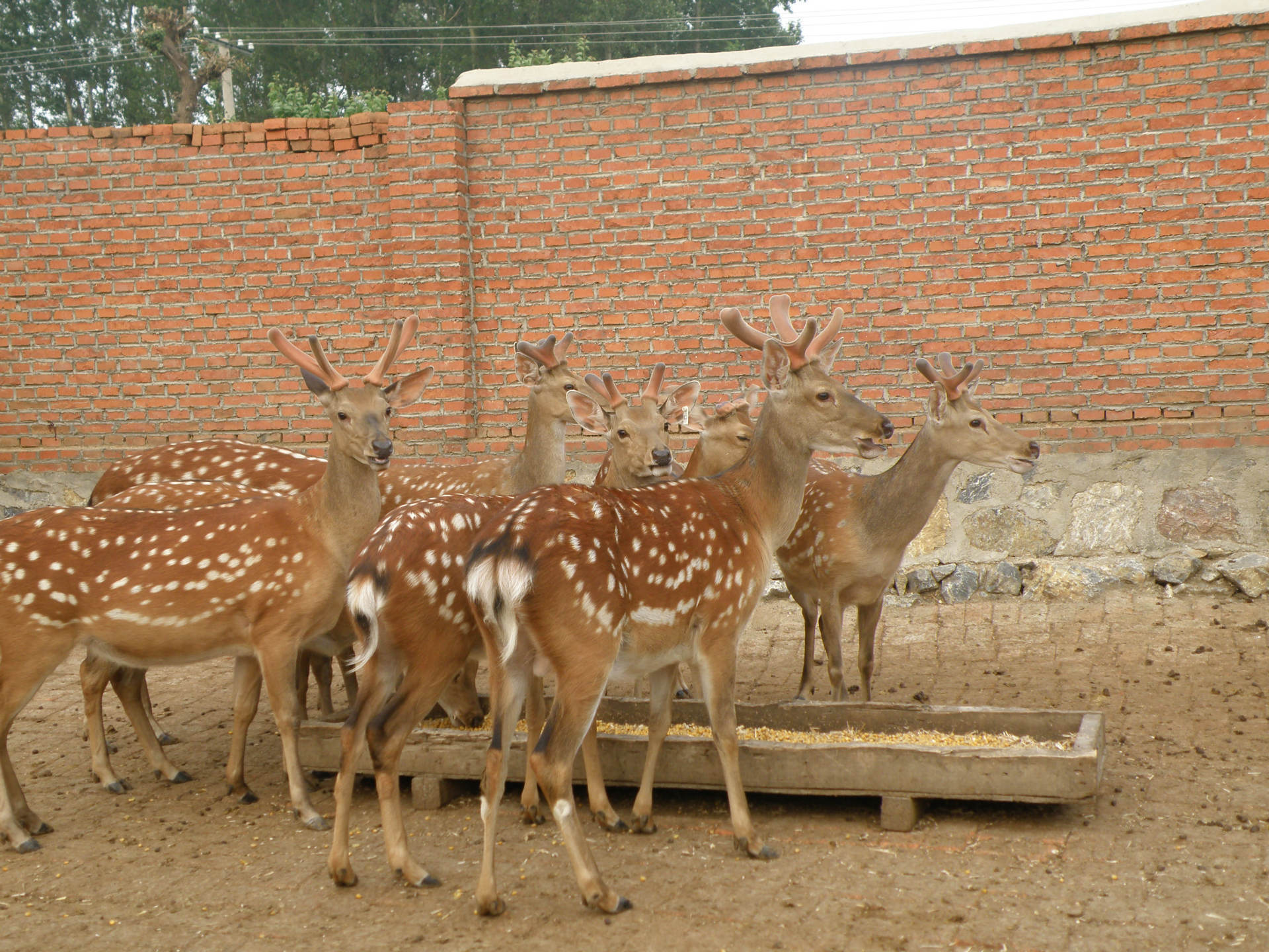 王娇养梅花鹿,梅花鹿王娇