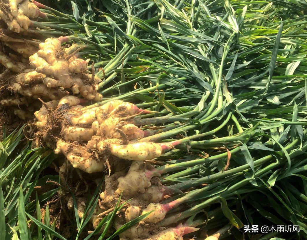 生姜种植方法与管理,怎样种植生姜产量好品质高