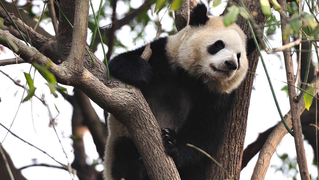 你了解fba和fbm吗,cba比赛历程表