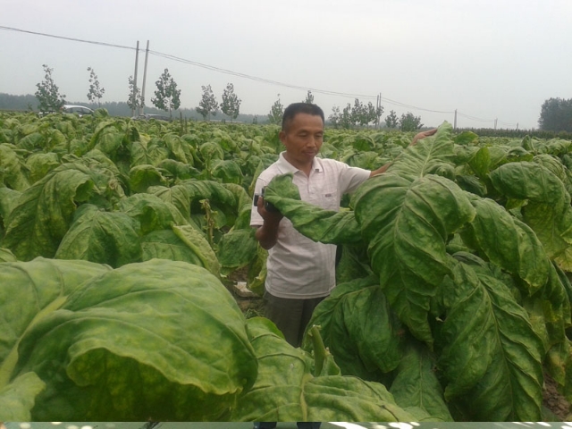 乳酸菌养殖应用,乳酸菌在水产养殖中的作用