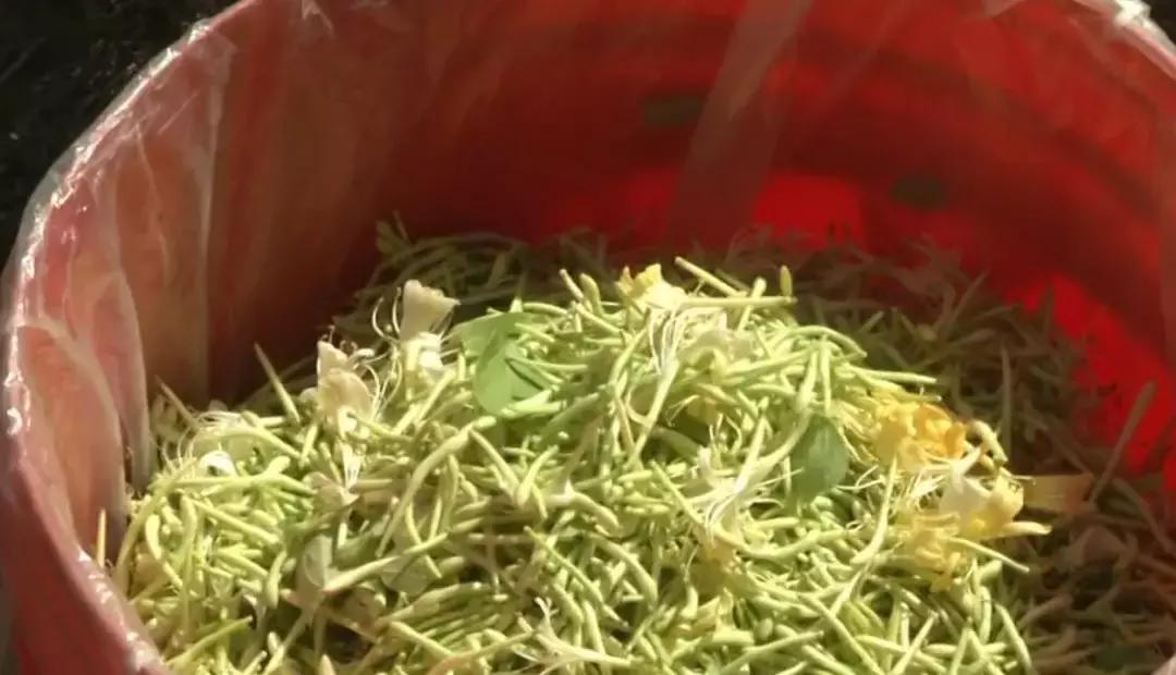 种什么花有香味寓意好,种些什么花比较对身体好