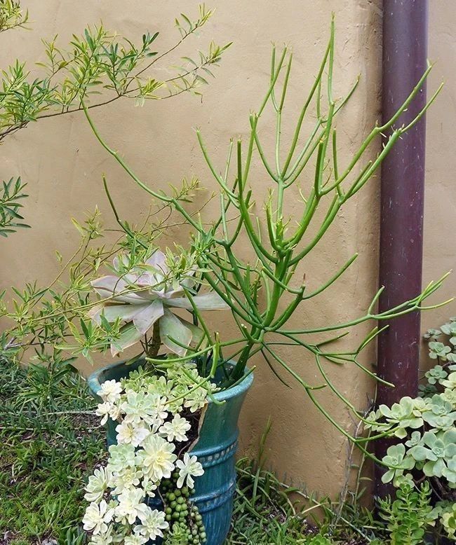 新买的花盆如何改造盆栽,破碎的花盆怎么养花