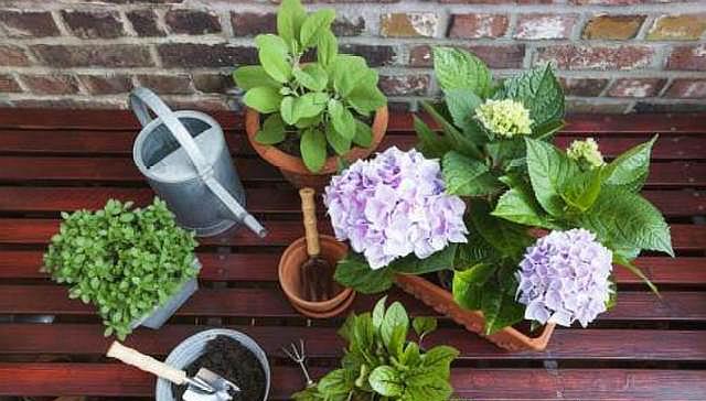 家中植物不开花用营养土可以吗,营养土哪种最好养