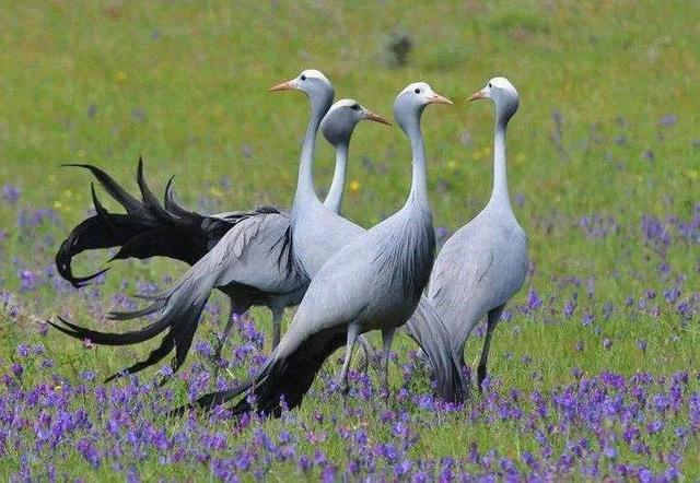 世界所有国家国鸟,世界各国国鸟大全