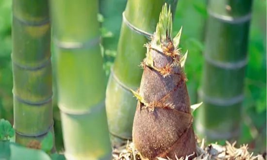 麻辣烫里的春笋储藏保鲜方法,春笋的处理和储存