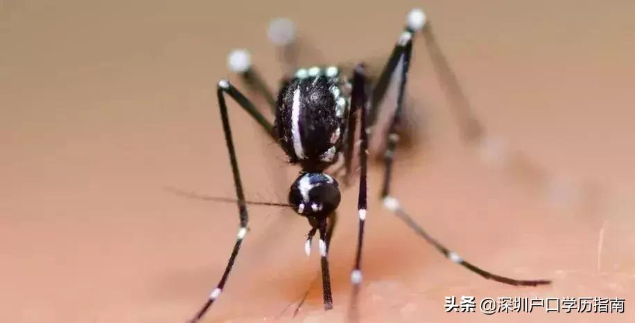 登革热夺走20多条生命,登革热是典型的儿童疾病吗